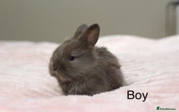 Angora rabbits for sale: Angora X bunny rabbits  - Image 2