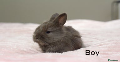 Angora rabbits - Advert 11