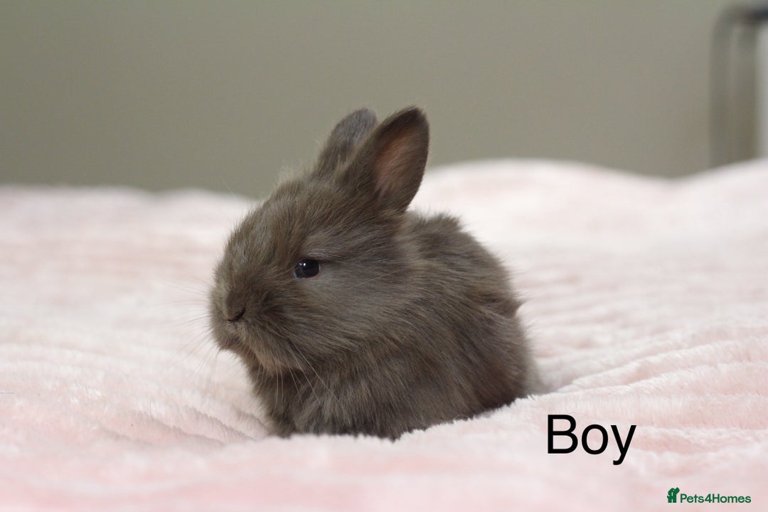 Angora rabbits for sale: Angora X bunny rabbits  - Image 2