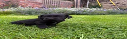 Labrador Retriever dogs for sale: KC Black Labradors - show type  - Advert 6