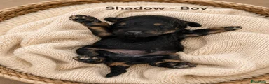 Shadow