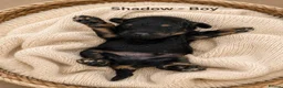 Cockapoo dogs for sale: 5 Rare Beautiful F1BB Toy Cockapoo Puppies!!  - Advert 5