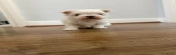 Maltese dogs for sale: One Beautiful Korean Maltese boy left for sale 🐾  - Advert 10