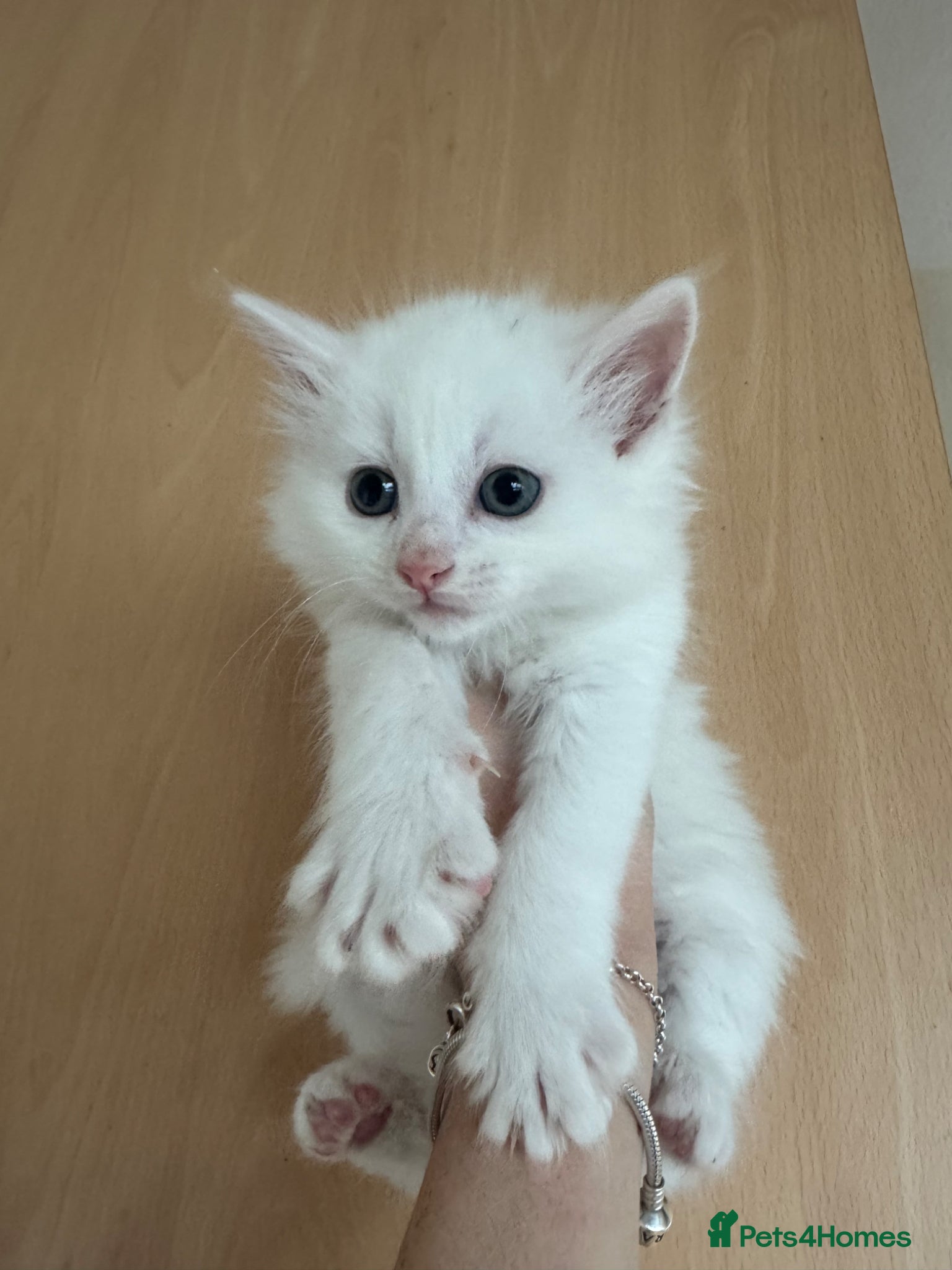 Mixed Breed cats Kittens ReadyToGO!!!  - Advert 9