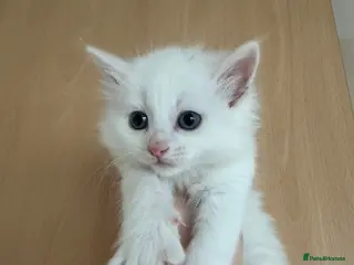 Mixed Breed cats Kittens ReadyToGO!!! - Advert 9