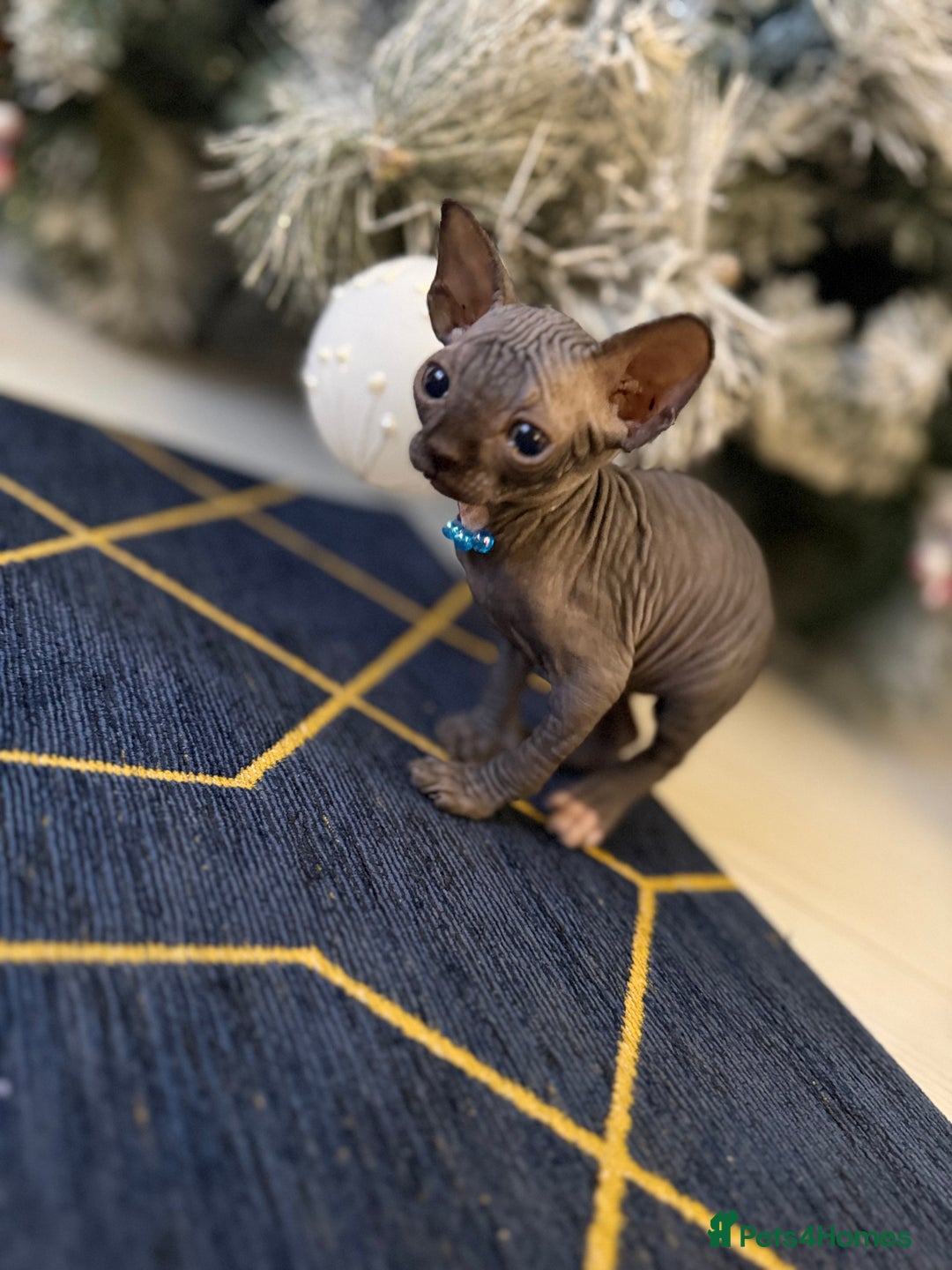 Sphynx cats for sale: Stunning Kittens!  - Advert 8