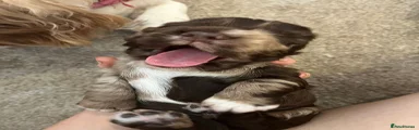 Cocker Spaniel 1