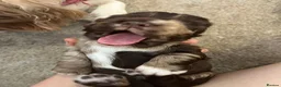 Cocker Spaniel dogs for sale: 6 Beautiful Cocker Spaniel Pups in Scarborough - Advert 8