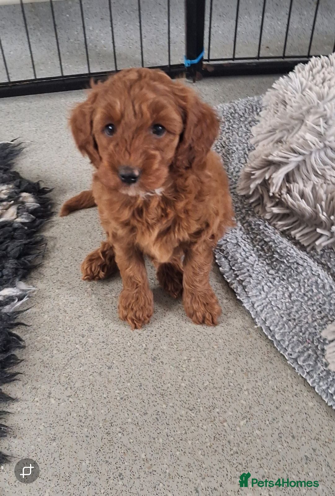 Labradoodle dogs F1B Miniature Labradoodle pups  - Advert 5