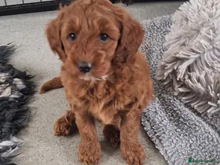 Labradoodle dogs F1B Miniature Labradoodle pups - Advert 5