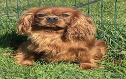 Cavalier King Charles Spaniel dogs for sale: Health tested King Charles cavalier  - Image 8