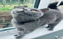 British Shorthair cats for sale: Beautiful Blue British Shorthair female cat QUEEN - Image 4