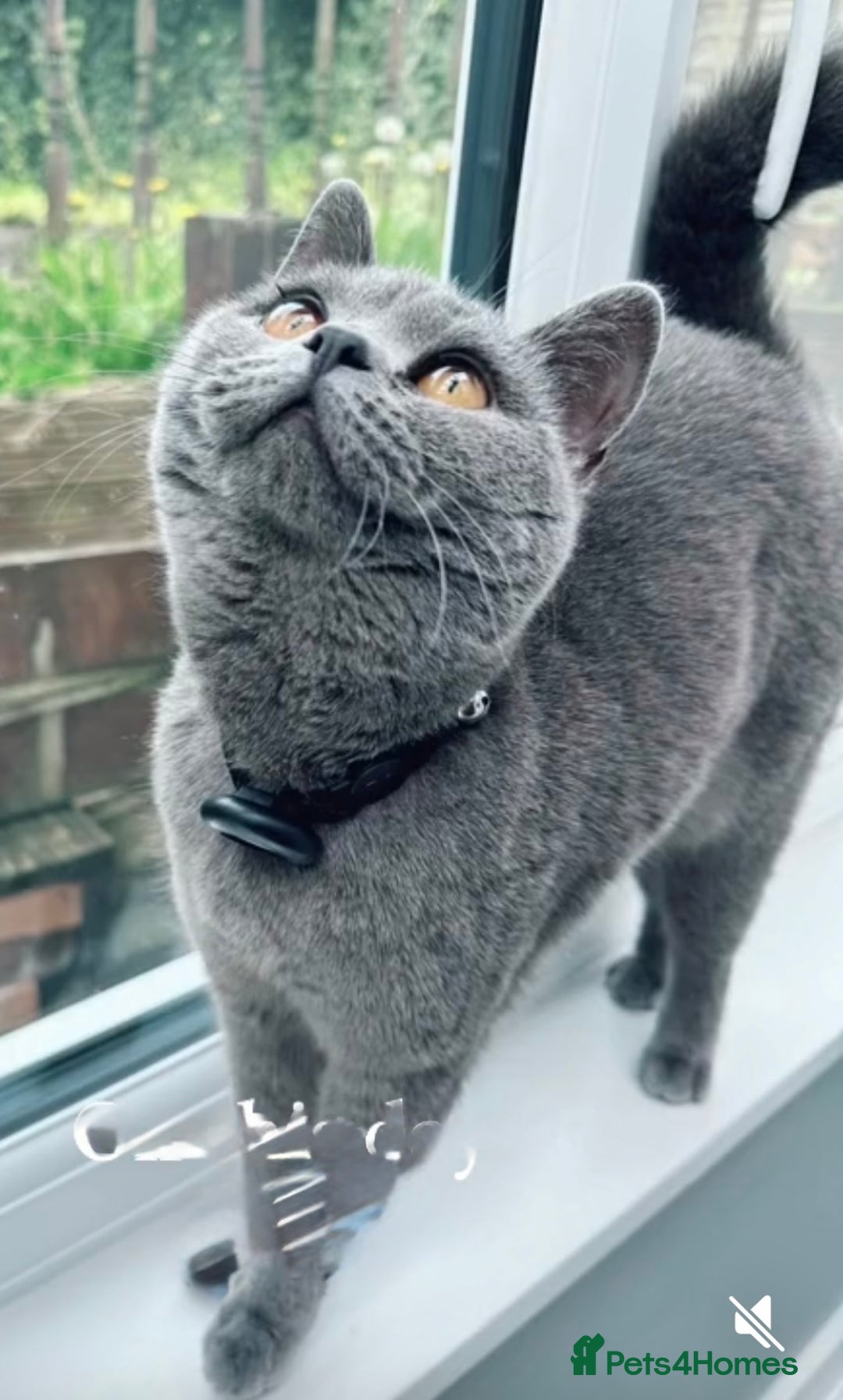 British Shorthair cats for sale: Beautiful Blue British Shorthair female cat QUEEN - Image 4