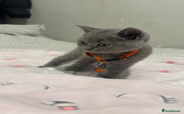 British Shorthair cats Britishshorthair kittens  - Advert 16