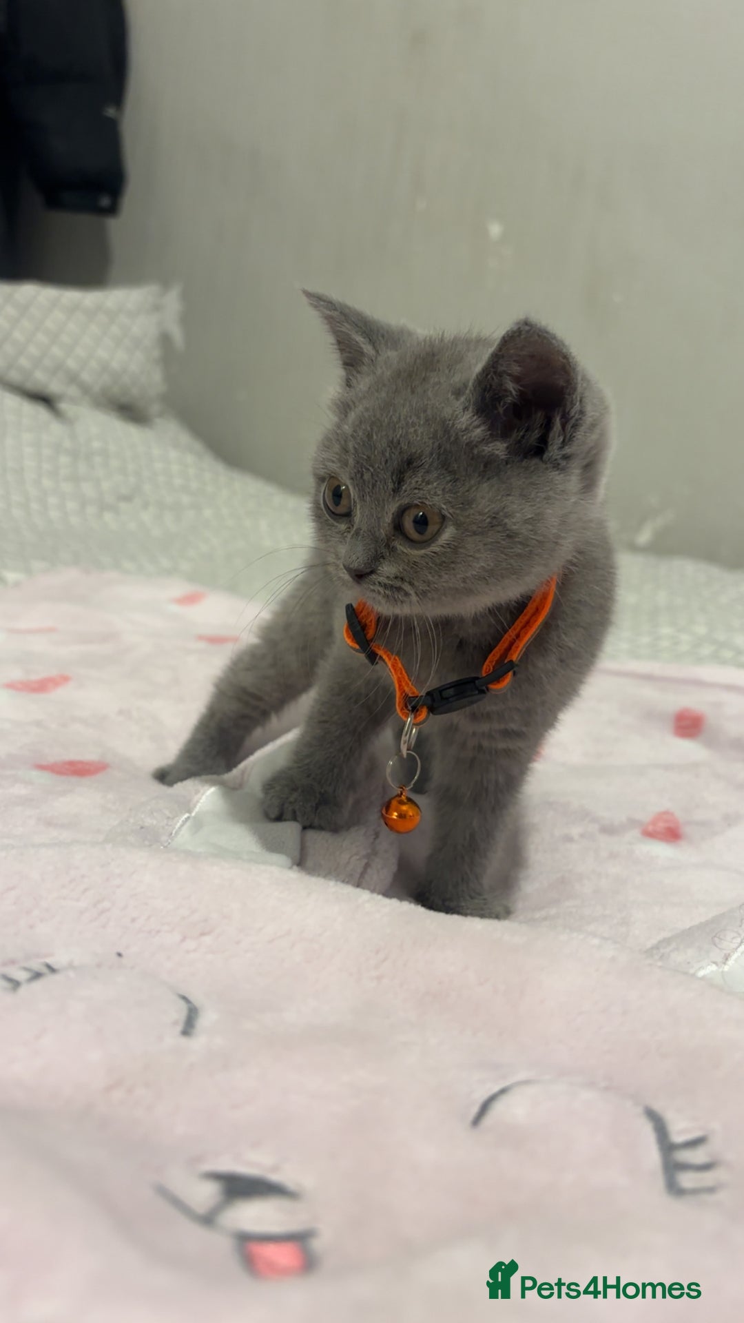 British Shorthair cats for sale: Britishshorthair kittens  - Advert 1