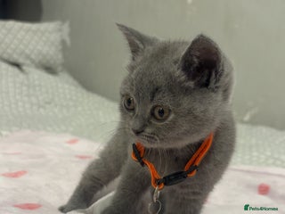 British Shorthair cats for sale: Britishshorthair kittens - Advert 1