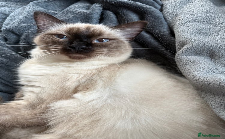 Ragdoll cats Beautiful sealpoint ragdoll  - Advert 11