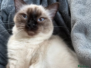 Ragdoll cats Beautiful sealpoint ragdoll - Advert 8