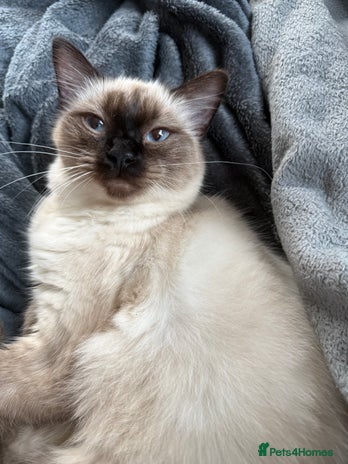 Ragdoll cats Beautiful sealpoint ragdoll - Advert 11