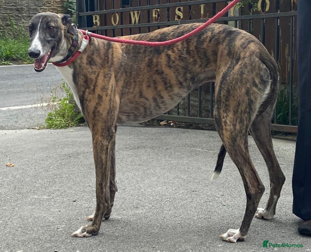 Greyhound dogs for adoption: Gorgeous Gary wants a new loving forever home - Image 2