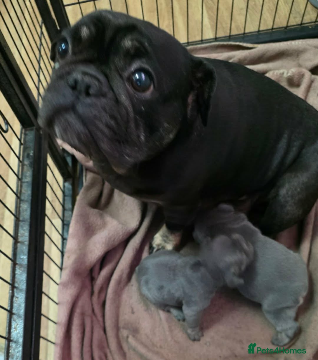 French Bulldog dogs Beautiful French bulldog pupies  - Advert 1