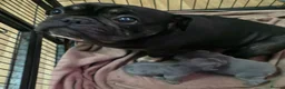 French Bulldog dogs for sale: Beautiful French bulldog pupies  - Advert 2