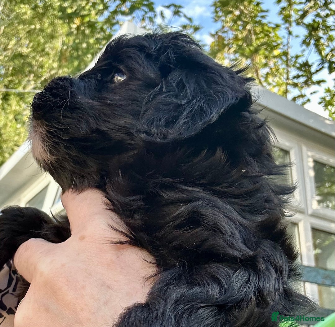 Maltipoo dogs for sale: Beautiful cheeky maltipoo, ball of fluff - Image 8