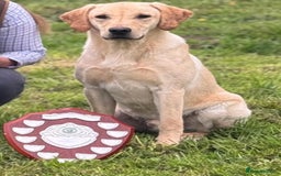 Labrador Retriever dogs for sale: Kc Registered yellow Labrador puppies - Image 5