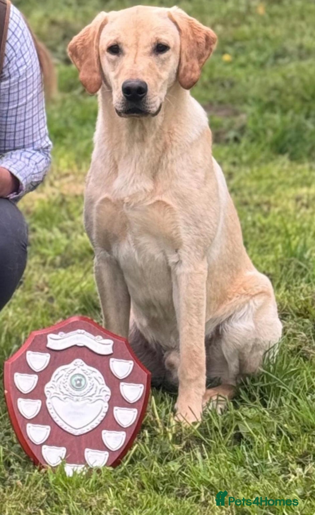 Labrador Retriever dogs for sale: Kc Registered yellow Labrador puppies - Image 5