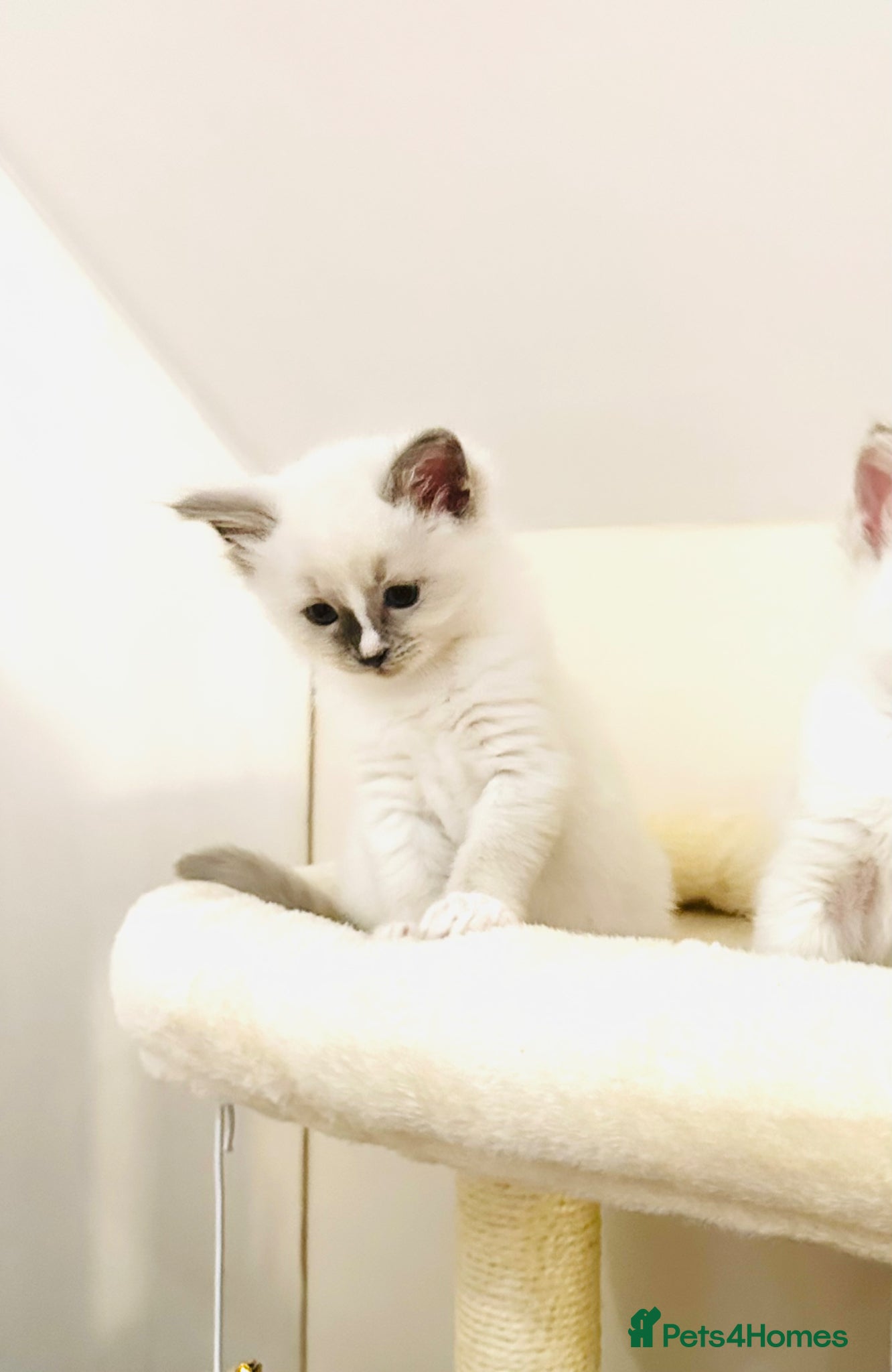 Ragdoll cats GCCF BEAUTIFUL RAGDOLL KITTENS  - Advert 2