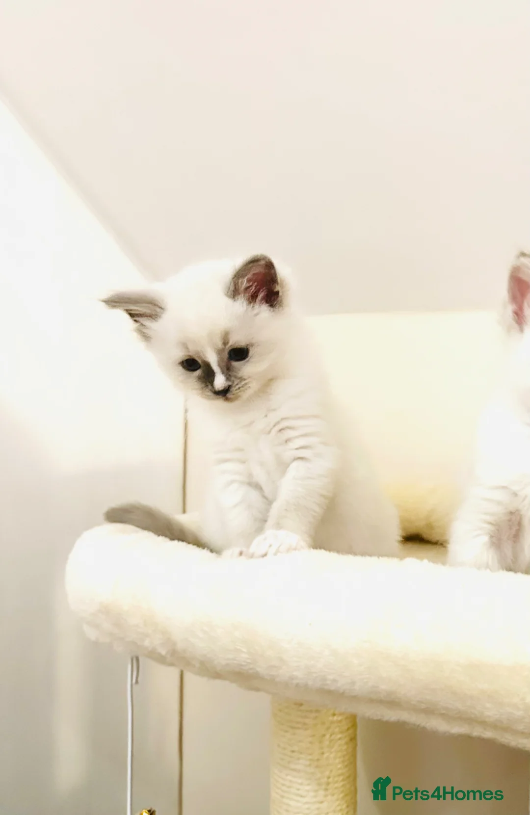 Ragdoll cats for sale: GCCF BEAUTIFUL RAGDOLL KITTENS  - Advert 2