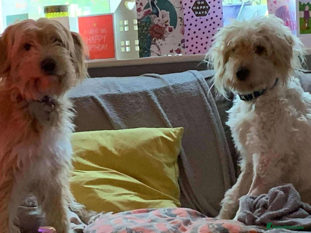 Mixed Breed dogs for adoption: Poodle mix Benji is ready for his forever family! in Plymouth - Advert 12