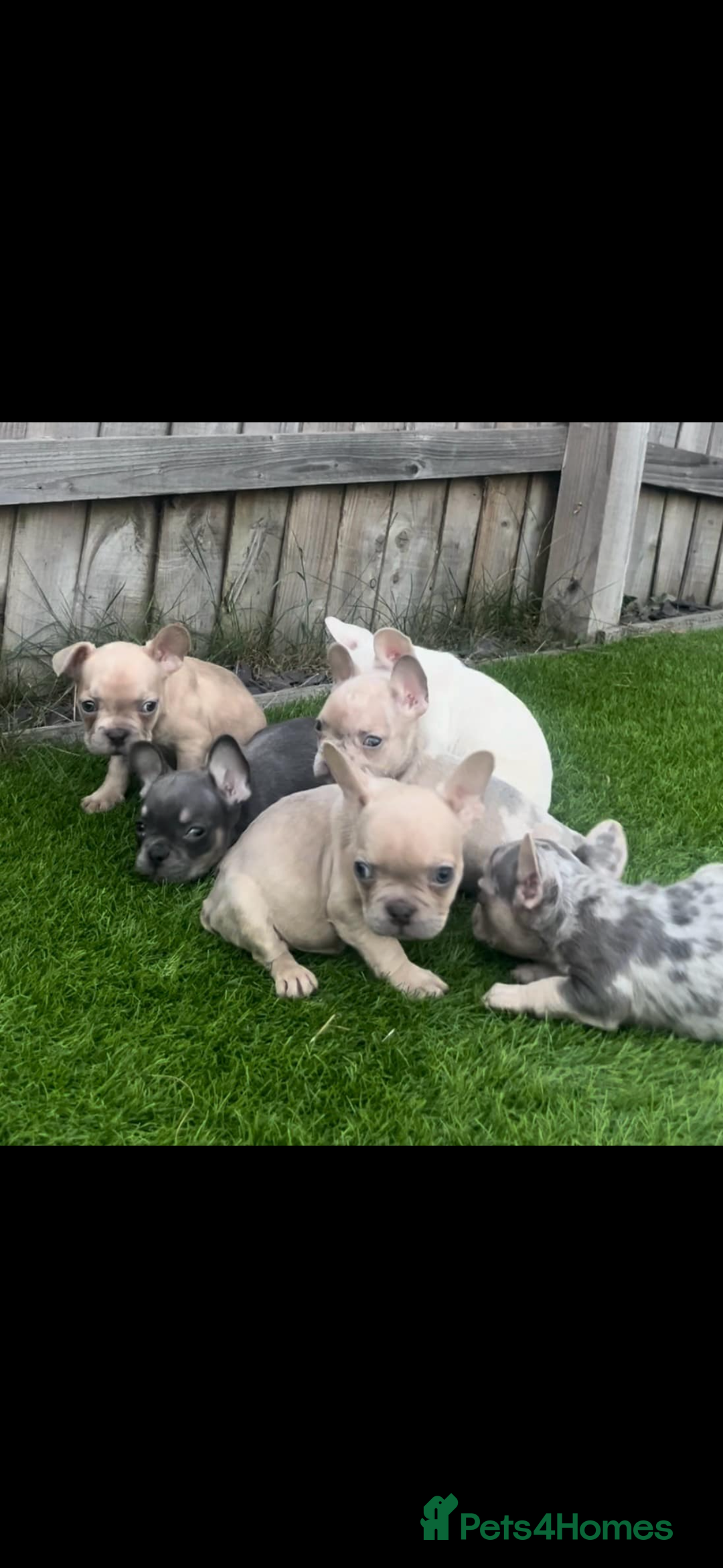 French Bulldog dogs for sale: French bull dog puppys  - Image 5