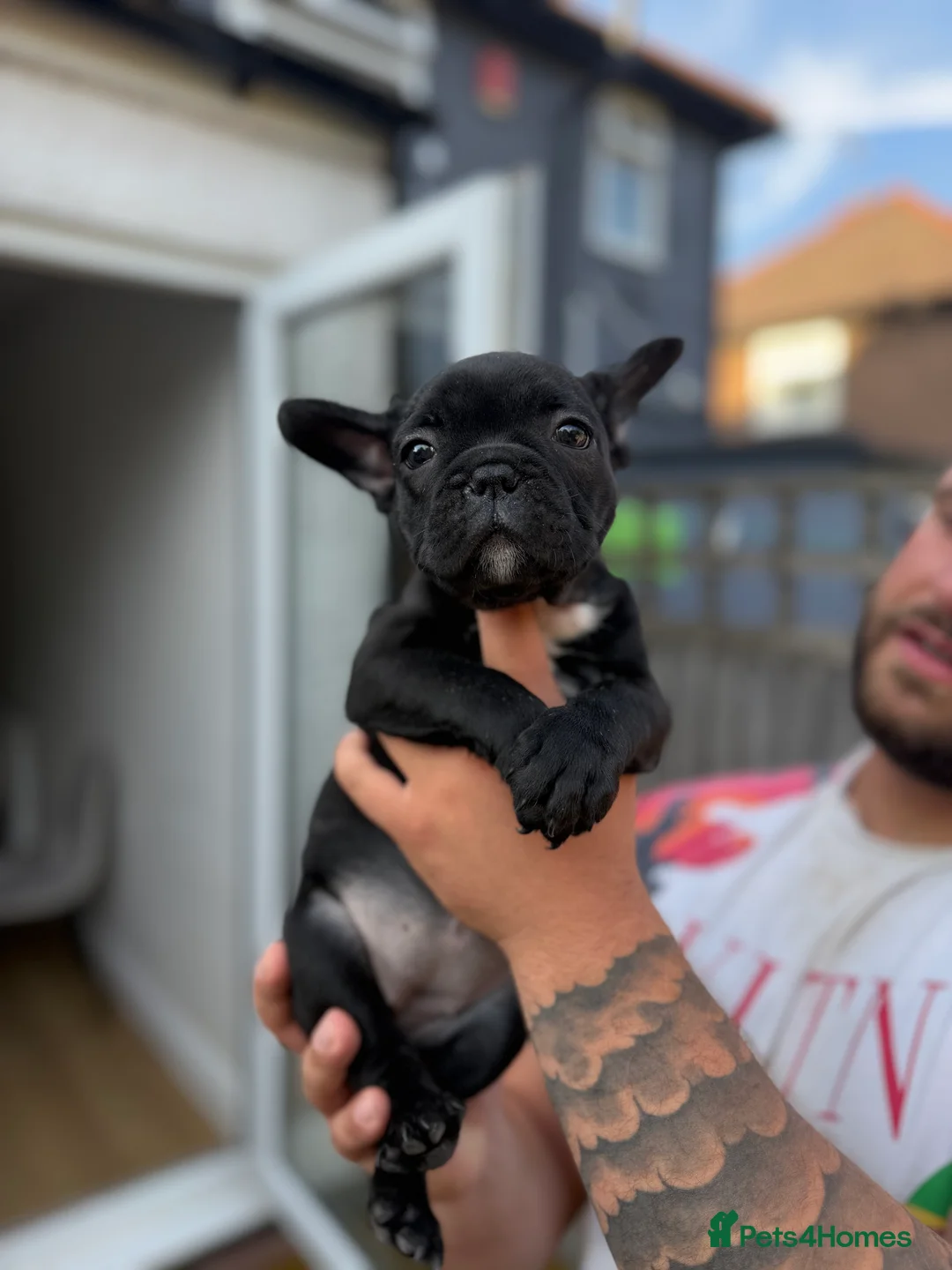 French Bulldog dogs for sale: French Bulldog Puppies for Sale - Advert 2