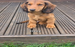 Dachshund dogs for sale: Red long-haired standard dachshund puppies - Image 25