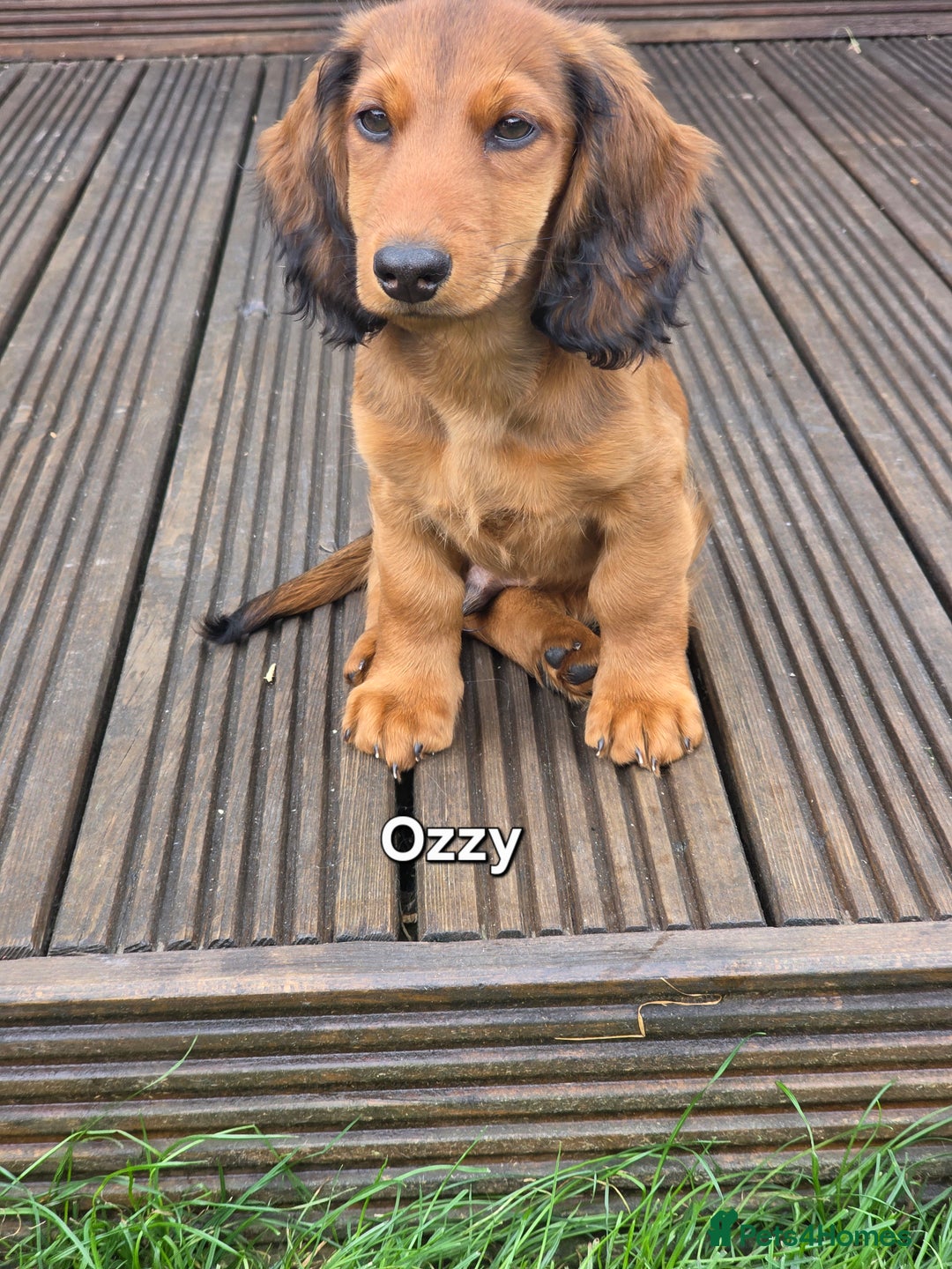 Dachshund dogs for sale: Red long-haired standard dachshund puppies - Image 25
