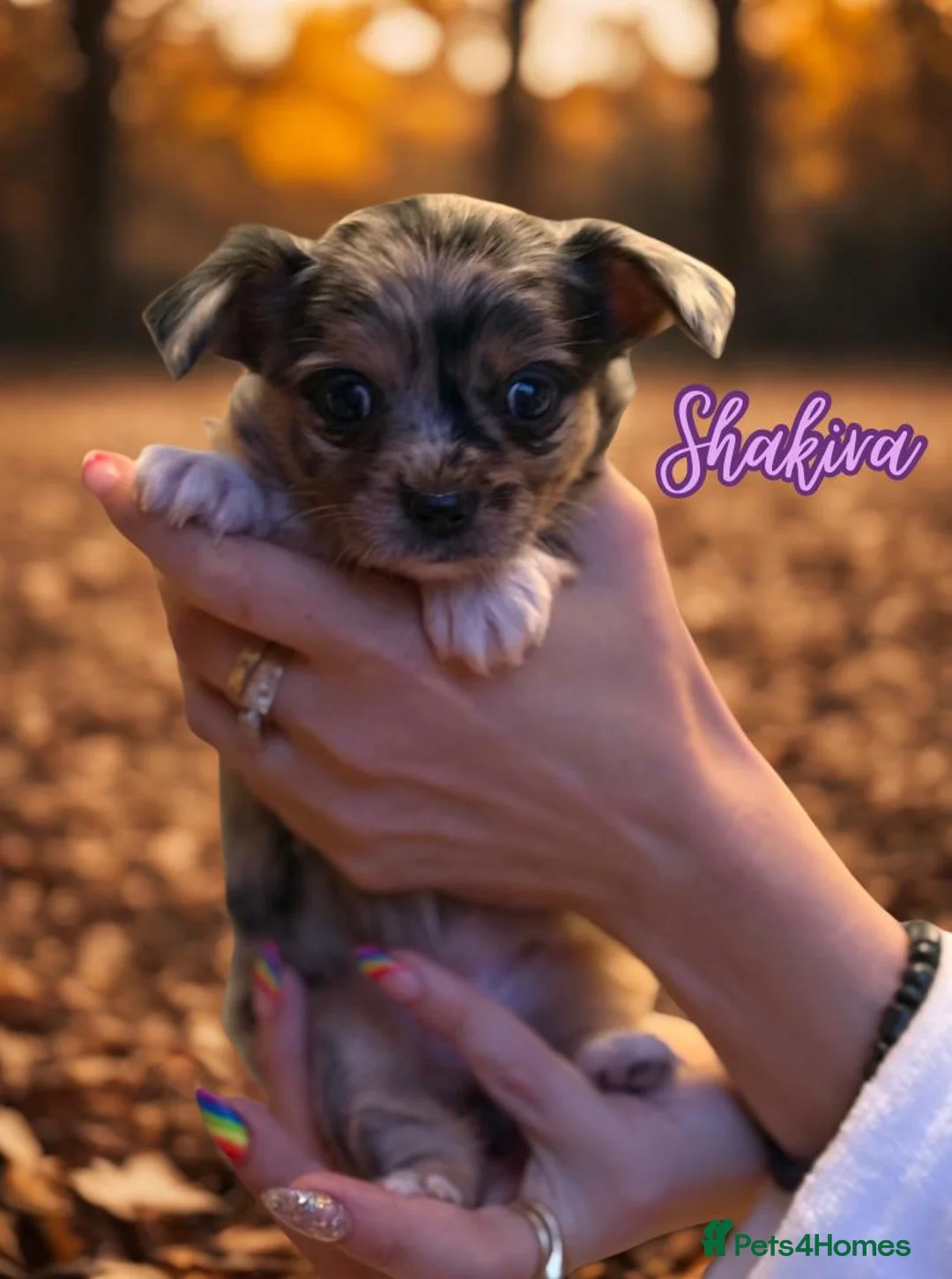 Chihuahua dogs for stud: Merle long haired Chihuahua Stud in Nottingham - Advert 24