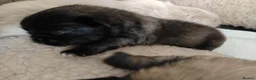Pekingese dogs for sale: KC registered Pekingese puppy's  - Advert 11