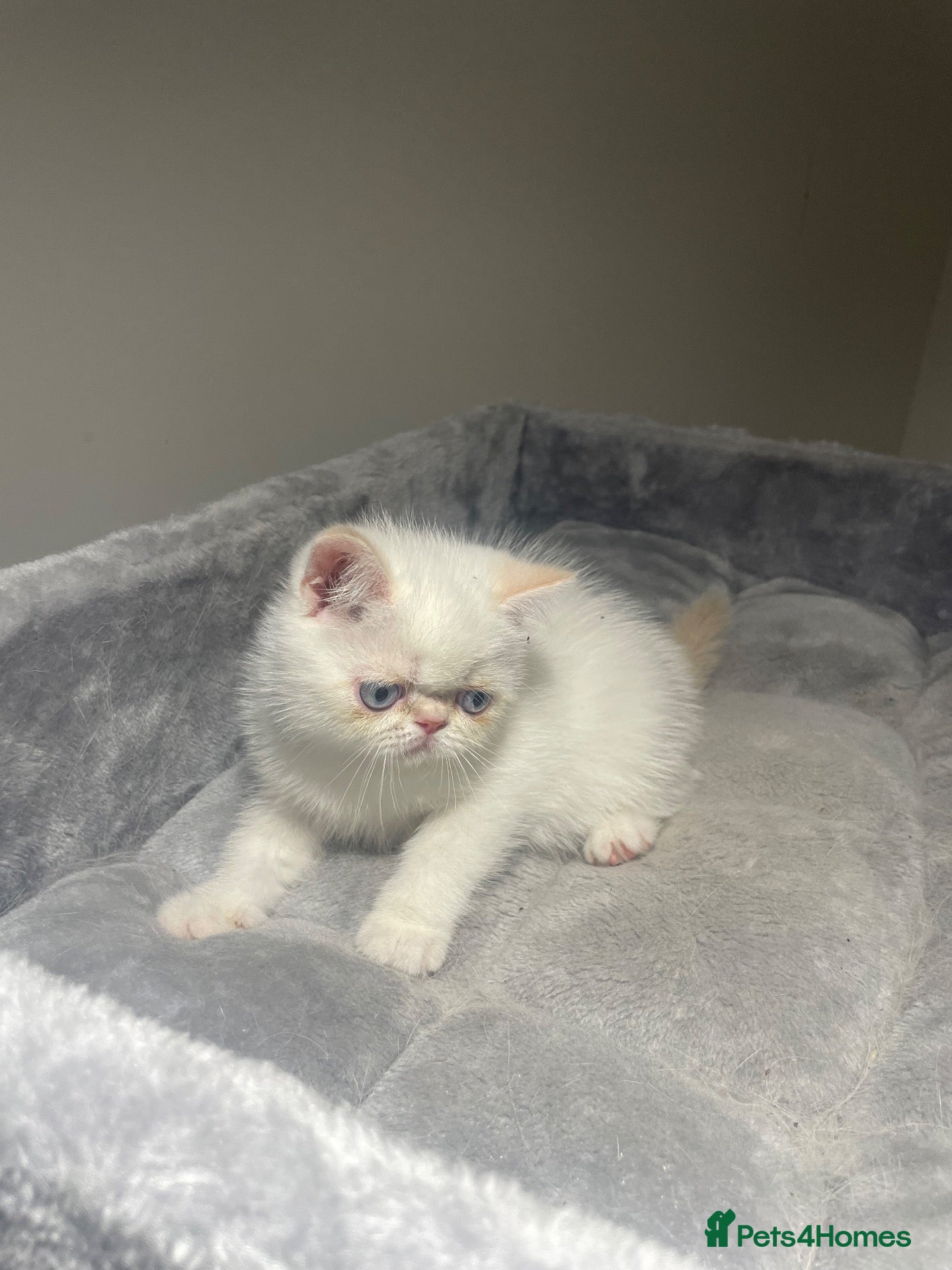 Exotic cats Red tabby colour point kittens mum grand champion  - Advert 2