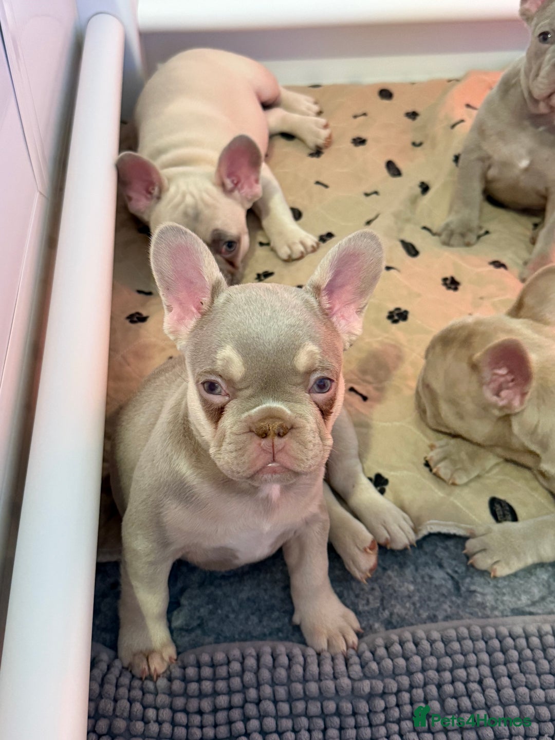 French Bulldog dogs for sale: French Bulldog Puppies  - Advert 18