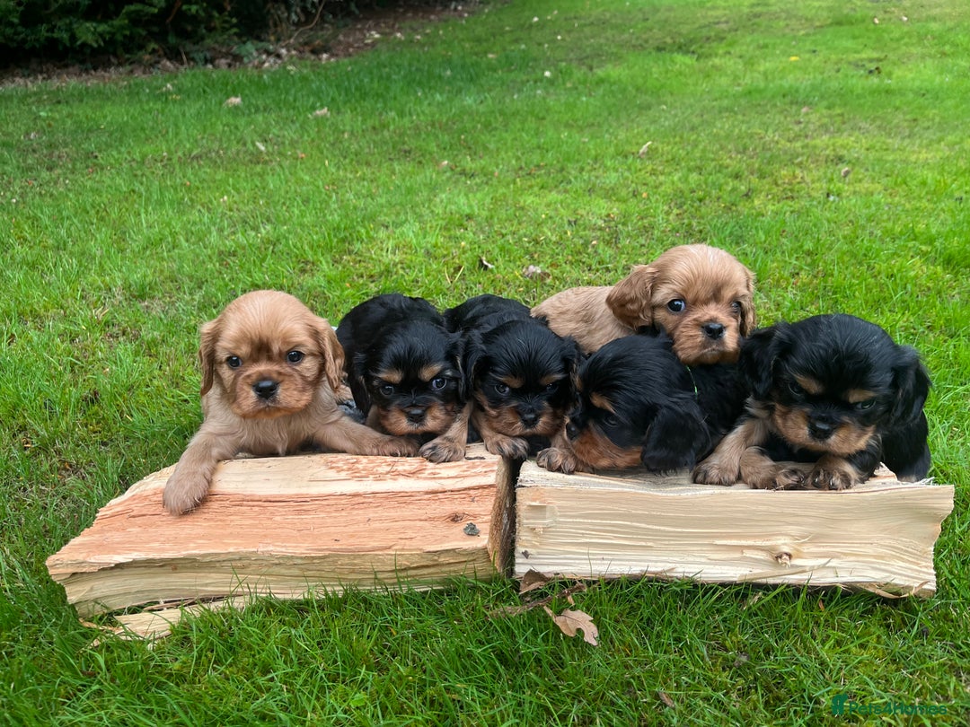 Cavalier King Charles Spaniel dogs for sale: KC reg Cavalier Puppies - Image 8