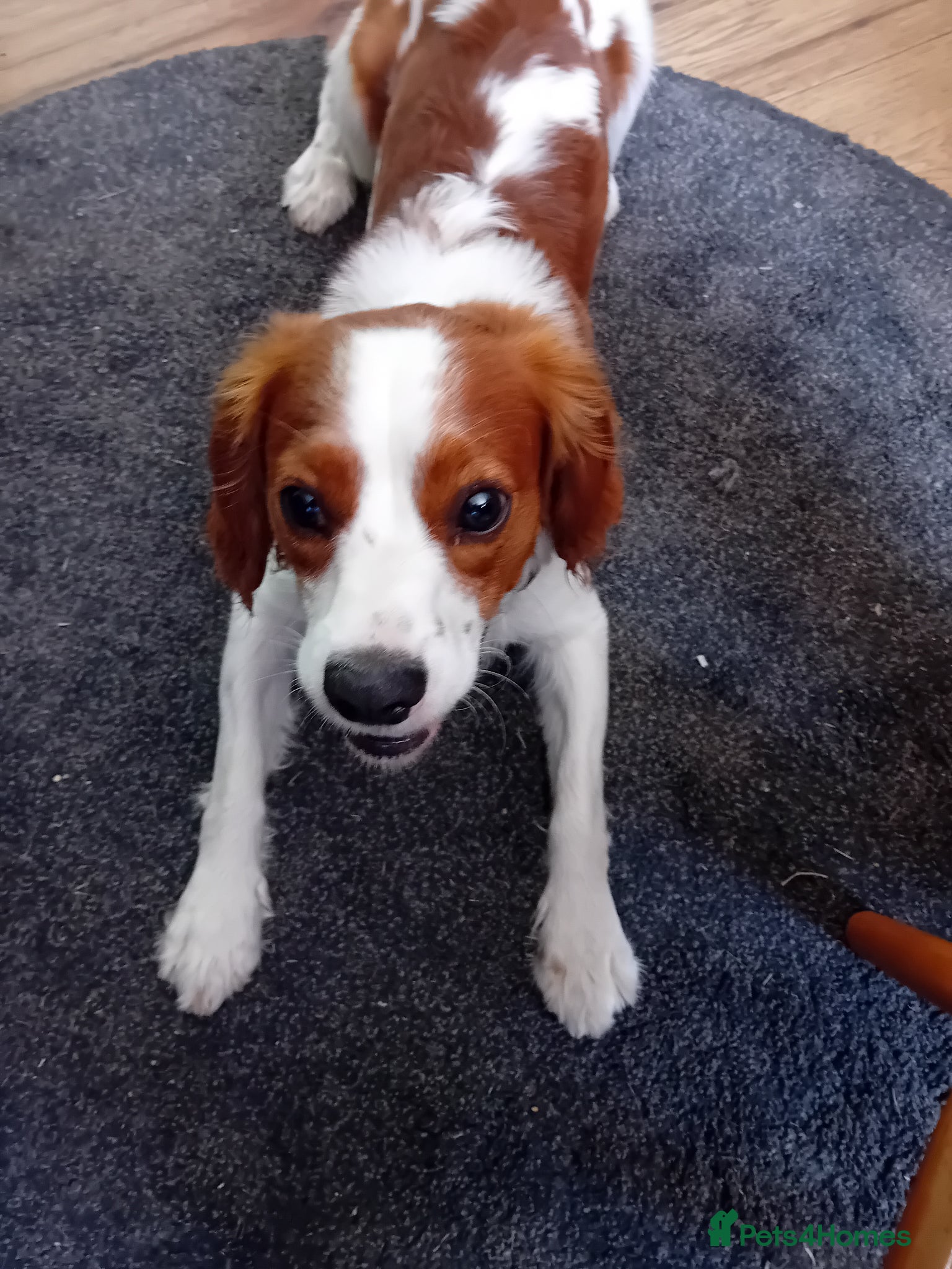 Mixed Breed dogs King charles  x spaniel   - Advert 2
