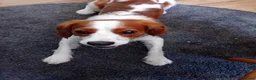 Mixed Breed dogs for sale: King charles spaniel  - Advert 1