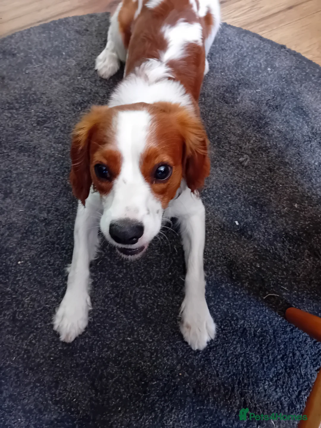Mixed Breed dogs for sale: King charles spaniel  - Advert 1