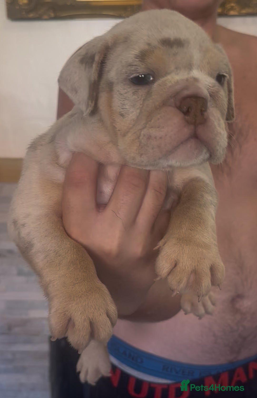 English Bulldog dogs for sale: Last 2 left ready to go to new home  - Image 2
