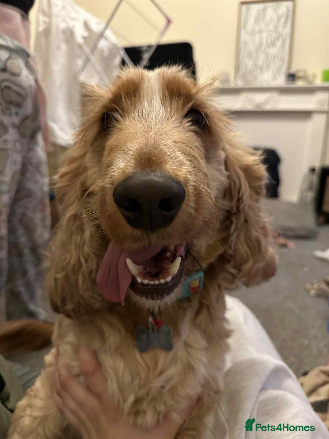 Cocker Spaniel dogs for sale: Beautiful Bailey age 6 looking for a new home - Image 6
