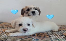 Cavachon dogs for sale: Cavachon Puppies - excellent example!  - Image 11