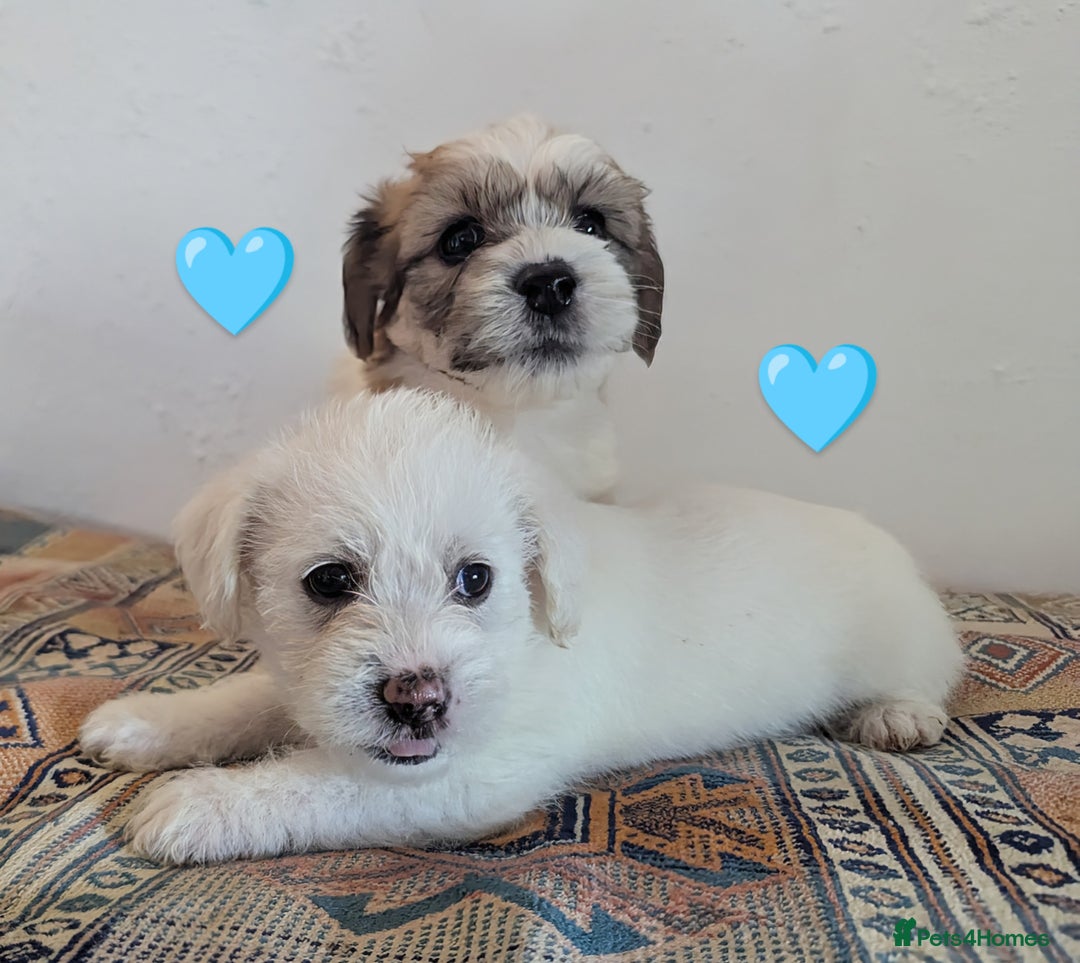 Cavachon dogs for sale: Cavachon Puppies - excellent example!  - Image 11