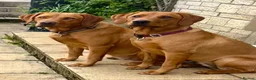 Labrador Retriever dogs for sale: Superb pedigree KC reg Labrador Retriever Puppies - Advert 18