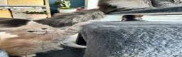 Maine Coon cats for sale: Maine coon kittens looking for homes forever  in Edinburgh - Advert 3